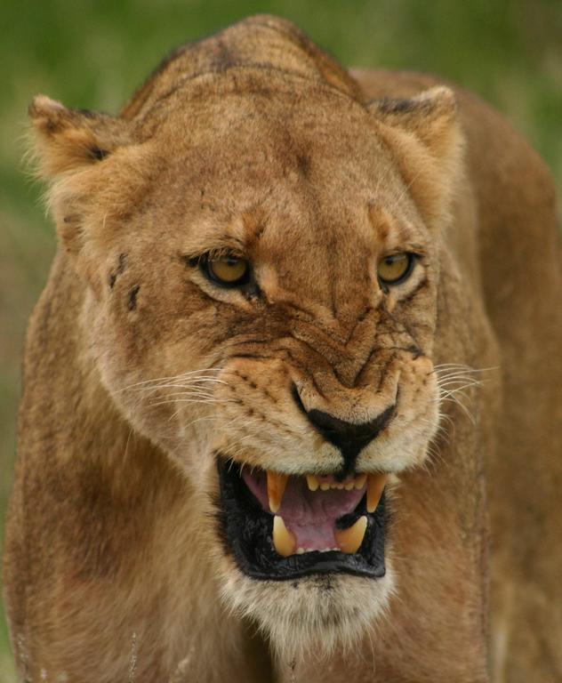 Sweni Lodge 91 Mjejane Kruger Park Hectorspruit Εξωτερικό φωτογραφία